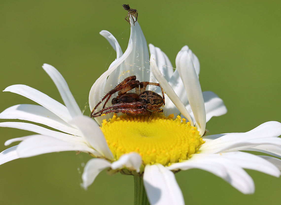 Spiders - Larinioides cornutus (Male) and Pirata sp. The larger spider resting on the flower is a furrow orb spider (Larinioides cornutus). It had the petals stuck together over its head as a shelter. I peeled a couple loose to get the photo. The smaller spider is a pirate wolf spider (Pirata sp.). It might have been a juvenile trying to balloon as it kept sticking its butt in the air. <br />
<br />
Since I don&#039;t know the species ID for the pirate wolf spider, I&#039;m setting the ID for this spotting as Larinioides cornutus for the larger spider.<br />
<br />
Habitat: Meadow Geotagged,Larinioides,Larinioides cornutus,Pirata,Spring,United States,arachnid,orbweaver,pirate wolf spider,piratula,spider