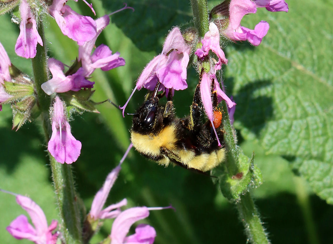 Golden Northern Bumble Bee - Bombus fervidus This species is an important pollinator. Populations have declined and it is listed as Vulnerable by the IUCN.<br />
<br />
Habitat: Garden<br />
<figure class="photo"><a href="https://www.jungledragon.com/image/115331/golden_northern_bumble_bee_-_bombus_fervidus.html" title="Golden Northern Bumble Bee - Bombus fervidus"><img src="https://s3.amazonaws.com/media.jungledragon.com/images/3232/115331_thumb.jpg?AWSAccessKeyId=05GMT0V3GWVNE7GGM1R2&Expires=1769040010&Signature=S4Iknqgy6EFmhhUlUkebtu41vKU%3D" width="200" height="160" alt="Golden Northern Bumble Bee - Bombus fervidus Sorry for the bad pic, but I am sharing it because it shows features important for ID.<br />
<br />
This species is an important pollinator. Populations have declined and it is listed as Vulnerable by the IUCN.<br />
<br />
Habitat: Garden<br />
https://www.jungledragon.com/image/115330/golden_northern_bumble_bee_-_bombus_fervidus.html Bombus fervidus,Geotagged,Spring,United States" /></a></figure> Bombus,Bombus fervidus,Geotagged,Golden northern bumble bee,Spring,United States,bee,bumble bee