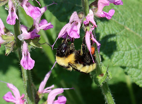 Golden Northern Bumble Bee - Bombus fervidus This species is an important pollinator. Populations have declined and it is listed as Vulnerable by the IUCN.
Habitat: Garden
https://www.jungledragon.com/image/115331/golden_northern_bumble_bee_-_bombus_fervidus.html Bombus,Bombus fervidus,Geotagged,Golden northern bumble bee,Spring,United States,bee,bumble bee