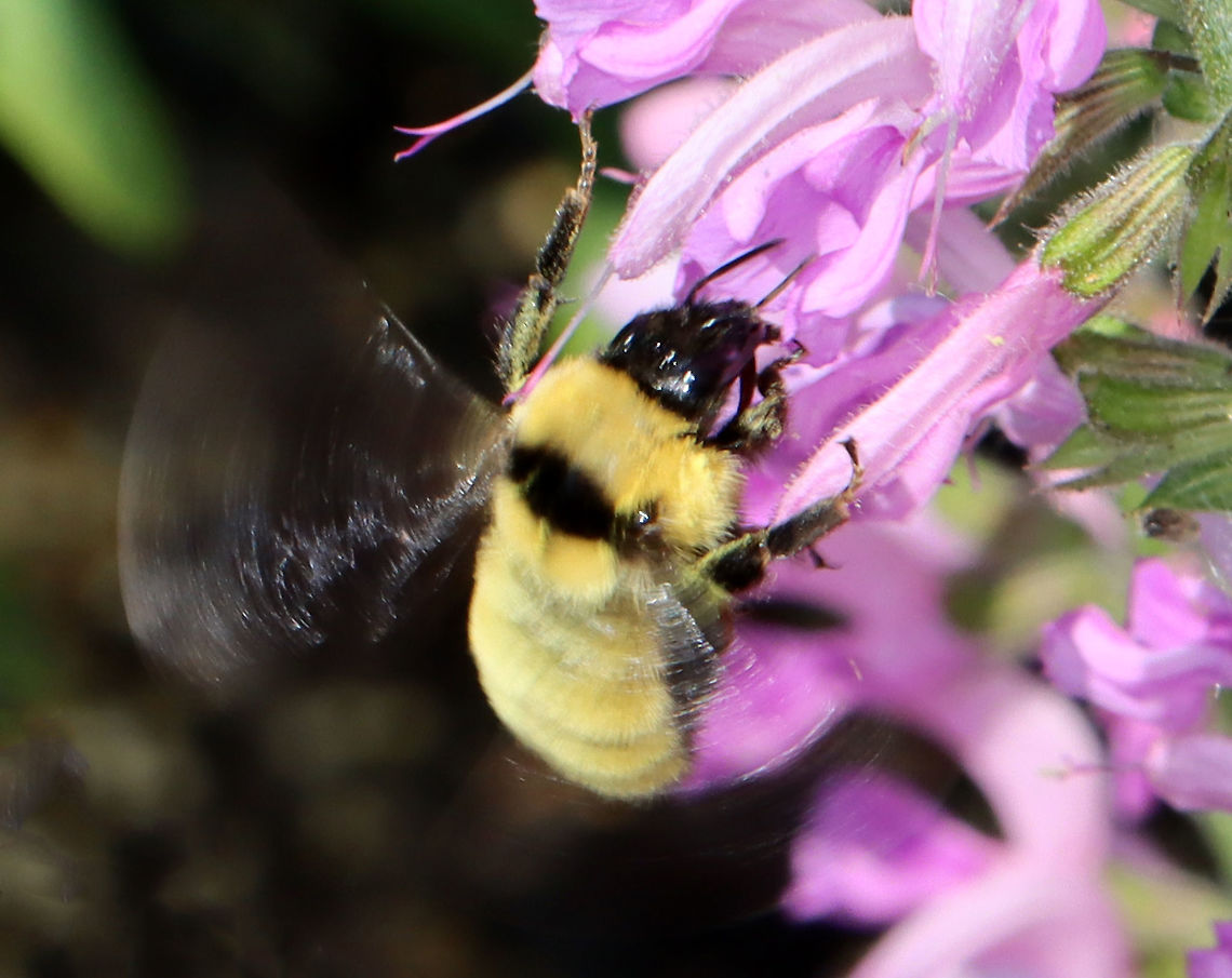 Golden Northern Bumble Bee - Bombus fervidus Sorry for the bad pic, but I am sharing it because it shows features important for ID.<br />
<br />
This species is an important pollinator. Populations have declined and it is listed as Vulnerable by the IUCN.<br />
<br />
Habitat: Garden<br />
<figure class="photo"><a href="https://www.jungledragon.com/image/115330/golden_northern_bumble_bee_-_bombus_fervidus.html" title="Golden Northern Bumble Bee - Bombus fervidus"><img src="https://s3.amazonaws.com/media.jungledragon.com/images/3232/115330_thumb.jpg?AWSAccessKeyId=05GMT0V3GWVNE7GGM1R2&Expires=1759968010&Signature=erwR0LeAYj8VNyWpjxXl3qtAIGY%3D" width="200" height="148" alt="Golden Northern Bumble Bee - Bombus fervidus This species is an important pollinator. Populations have declined and it is listed as Vulnerable by the IUCN.<br />
<br />
Habitat: Garden<br />
https://www.jungledragon.com/image/115331/golden_northern_bumble_bee_-_bombus_fervidus.html Bombus,Bombus fervidus,Geotagged,Golden northern bumble bee,Spring,United States,bee,bumble bee" /></a></figure> Bombus fervidus,Geotagged,Spring,United States