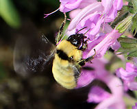 Golden Northern Bumble Bee - Bombus fervidus Sorry for the bad pic, but I am sharing it because it shows features important for ID.<br />
<br />
This species is an important pollinator. Populations have declined and it is listed as Vulnerable by the IUCN.<br />
<br />
Habitat: Garden<br />
https://www.jungledragon.com/image/115330/golden_northern_bumble_bee_-_bombus_fervidus.html Bombus fervidus,Geotagged,Spring,United States