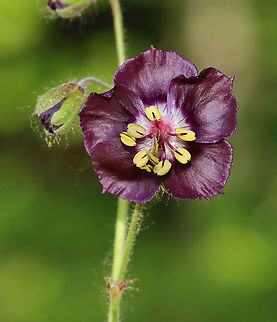 Dusky Crane's Bill - Geranium phaeum Habitat: Meadow edge
https://www.jungledragon.com/image/115409/dusky_cranes_bill_-_geranium_phaeum.html
https://www.jungledragon.com/image/115410/dusky_cranes_bill_-_geranium_phaeum.html
https://www.jungledragon.com/image/115411/dusky_cranes_bill_-_geranium_phaeum.html Dusky crane's-bill,Geotagged,Geranium,Geranium phaeum,Spring,United States