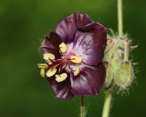 Dusky Crane's Bill - Geranium phaeum Habitat: Meadow edge
https://www.jungledragon.com/image/115409/dusky_cranes_bill_-_geranium_phaeum.html
https://www.jungledragon.com/image/115410/dusky_cranes_bill_-_geranium_phaeum.html
https://www.jungledragon.com/image/115411/dusky_cranes_bill_-_geranium_phaeum.html Dusky crane's-bill,Geotagged,Geranium phaeum,Spring,United States