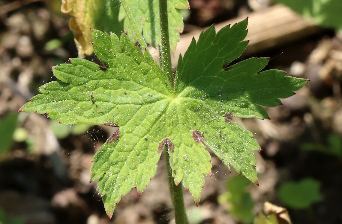 Dusky Crane's Bill - Geranium phaeum Habitat: Meadow edge<br />
<figure class="photo"><a href="https://www.jungledragon.com/image/115409/dusky_cranes_bill_-_geranium_phaeum.html" title="Dusky Crane&#039;s Bill - Geranium phaeum"><img src="https://s3.amazonaws.com/media.jungledragon.com/images/3232/115409_thumb.jpg?AWSAccessKeyId=05GMT0V3GWVNE7GGM1R2&Expires=1769040010&Signature=D%2BUFd5zfODME4DZeWtwUwY%2F3KQ4%3D" width="132" height="152" alt="Dusky Crane&#039;s Bill - Geranium phaeum Habitat: Meadow edge<br />
https://www.jungledragon.com/image/115409/dusky_cranes_bill_-_geranium_phaeum.html<br />
https://www.jungledragon.com/image/115410/dusky_cranes_bill_-_geranium_phaeum.html<br />
https://www.jungledragon.com/image/115411/dusky_cranes_bill_-_geranium_phaeum.html Dusky crane&#039;s-bill,Geotagged,Geranium,Geranium phaeum,Spring,United States" /></a></figure><br />
<figure class="photo"><a href="https://www.jungledragon.com/image/115410/dusky_cranes_bill_-_geranium_phaeum.html" title="Dusky Crane&#039;s Bill - Geranium phaeum"><img src="https://s3.amazonaws.com/media.jungledragon.com/images/3232/115410_thumb.jpg?AWSAccessKeyId=05GMT0V3GWVNE7GGM1R2&Expires=1769040010&Signature=Bk9y9U%2FBPQgZnE8n%2B64n9nO6KNo%3D" width="200" height="160" alt="Dusky Crane&#039;s Bill - Geranium phaeum Habitat: Meadow edge<br />
https://www.jungledragon.com/image/115409/dusky_cranes_bill_-_geranium_phaeum.html<br />
https://www.jungledragon.com/image/115410/dusky_cranes_bill_-_geranium_phaeum.html<br />
https://www.jungledragon.com/image/115411/dusky_cranes_bill_-_geranium_phaeum.html Dusky crane&#039;s-bill,Geotagged,Geranium phaeum,Spring,United States" /></a></figure><br />
<figure class="photo"><a href="https://www.jungledragon.com/image/115411/dusky_cranes_bill_-_geranium_phaeum.html" title="Dusky Crane&#039;s Bill - Geranium phaeum"><img src="https://s3.amazonaws.com/media.jungledragon.com/images/3232/115411_thumb.jpg?AWSAccessKeyId=05GMT0V3GWVNE7GGM1R2&Expires=1769040010&Signature=IRZPbS%2BiXhL3ehZyhfLW1%2FOJDhg%3D" width="200" height="132" alt="Dusky Crane&#039;s Bill - Geranium phaeum Habitat: Meadow edge<br />
https://www.jungledragon.com/image/115409/dusky_cranes_bill_-_geranium_phaeum.html<br />
https://www.jungledragon.com/image/115410/dusky_cranes_bill_-_geranium_phaeum.html<br />
https://www.jungledragon.com/image/115411/dusky_cranes_bill_-_geranium_phaeum.html Dusky crane&#039;s-bill,Geotagged,Geranium phaeum,Spring,United States" /></a></figure> Dusky crane's-bill,Geotagged,Geranium phaeum,Spring,United States