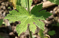Dusky Crane's Bill - Geranium phaeum Habitat: Meadow edge<br />
https://www.jungledragon.com/image/115409/dusky_cranes_bill_-_geranium_phaeum.html<br />
https://www.jungledragon.com/image/115410/dusky_cranes_bill_-_geranium_phaeum.html<br />
https://www.jungledragon.com/image/115411/dusky_cranes_bill_-_geranium_phaeum.html Dusky crane's-bill,Geotagged,Geranium phaeum,Spring,United States
