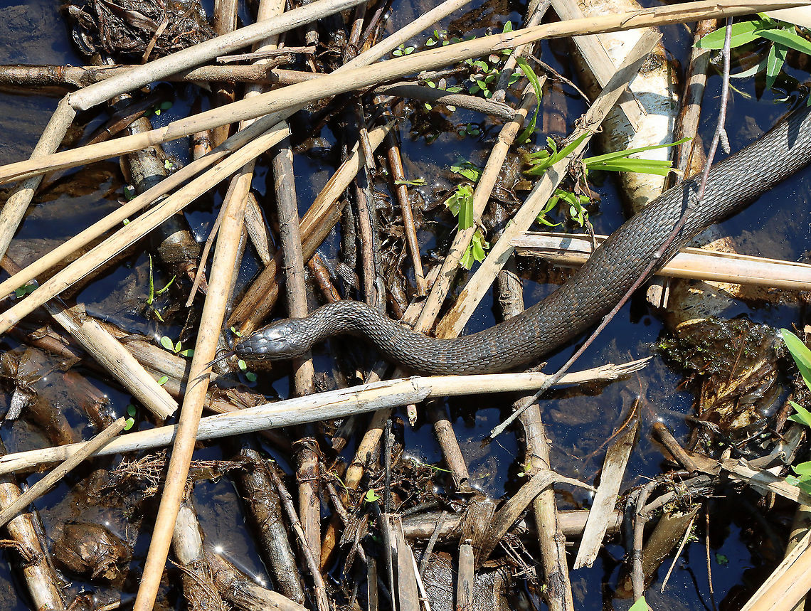 Northern Water Snake - Nerodia sipedon I watched this snake slither and swim around for awhile. It's my first snake water snake of the season <3. I followed it as it swam under a bridge, and then fell off the edge. Not sure if it meant to do that?! <br />
<br />
<section class="video"><iframe width="448" height="252" src="https://player.vimeo.com/video/553531066?title=0&byline=0&portrait=0" frameborder="0"></iframe></section> Geotagged,Nerodia,Nerodia sipedon,Northern Water Snake,Spring,United States,snake,water snake