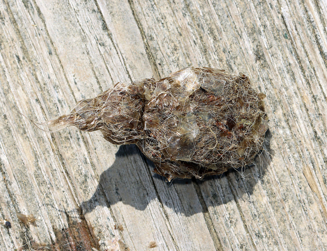 Bald Eagle (Haliaeetus leucocephalus) Pellet After eating, an eagle will cough up a pellet. The pellet is a compact bundle of indigestible material formed in the stomach/gizzard and covered with mucus. In this pellet, you can see lots of fish scales and some hair/fur!<br />
<br />
Habitat: Found on a small bridge that goes over a dam that controls water flow from a pond into a river.<br />
 Geotagged,Haliaeetus leucocephalus,Spring,United States,bald eagle,bald eagle pellet,eagle,hairball,pellet,signs of wildlife