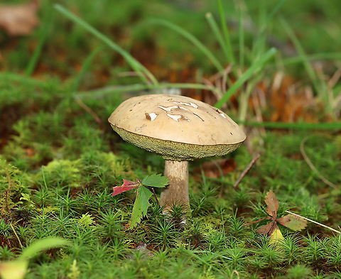 Pale Bolete - Imleria pallida Habitat: Growing in moss; mixed forest
https://www.jungledragon.com/image/115548/imleria_pallida_or_tylopilus_sp.html
https://www.jungledragon.com/image/115549/imleria_pallida_or_tylopilus_sp.html
https://www.jungledragon.com/image/115550/imleria_pallida_or_tylopilus_sp.html Geotagged,Imleria pallida,Imleria pallidus,Summer,United States,bolete,fungus,mushroom