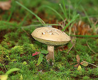 Pale Bolete - Imleria pallida Habitat: Growing in moss; mixed forest<br />
https://www.jungledragon.com/image/115548/imleria_pallida_or_tylopilus_sp.html<br />
https://www.jungledragon.com/image/115549/imleria_pallida_or_tylopilus_sp.html<br />
https://www.jungledragon.com/image/115550/imleria_pallida_or_tylopilus_sp.html Geotagged,Imleria pallida,Imleria pallidus,Summer,United States,bolete,fungus,mushroom