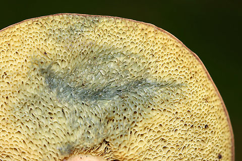 Pale Bolete - Imleria pallida Habitat: Growing in moss; mixed forest
https://www.jungledragon.com/image/115548/imleria_pallida_or_tylopilus_sp.html
https://www.jungledragon.com/image/115549/imleria_pallida_or_tylopilus_sp.html
https://www.jungledragon.com/image/115550/imleria_pallida_or_tylopilus_sp.html Geotagged,Imleria pallida,Imleria pallidus,Summer,United States