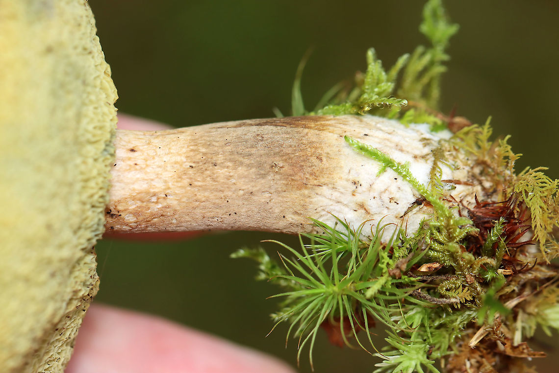 Pale Bolete - Imleria pallida Habitat: Growing in moss; mixed forest<br />
<figure class="photo"><a href="https://www.jungledragon.com/image/115548/pale_bolete_-_imleria_pallida.html" title="Pale Bolete - Imleria pallida"><img src="https://s3.amazonaws.com/media.jungledragon.com/images/3232/115548_thumb.jpg?AWSAccessKeyId=05GMT0V3GWVNE7GGM1R2&Expires=1763596810&Signature=cUYrPw6oypubetPxotzV%2B9CXVJo%3D" width="200" height="164" alt="Pale Bolete - Imleria pallida Habitat: Growing in moss; mixed forest<br />
https://www.jungledragon.com/image/115548/imleria_pallida_or_tylopilus_sp.html<br />
https://www.jungledragon.com/image/115549/imleria_pallida_or_tylopilus_sp.html<br />
https://www.jungledragon.com/image/115550/imleria_pallida_or_tylopilus_sp.html Geotagged,Imleria pallida,Imleria pallidus,Summer,United States,bolete,fungus,mushroom" /></a></figure><br />
<figure class="photo"><a href="https://www.jungledragon.com/image/115549/pale_bolete_-_imleria_pallida.html" title="Pale Bolete - Imleria pallida"><img src="https://s3.amazonaws.com/media.jungledragon.com/images/3232/115549_thumb.jpg?AWSAccessKeyId=05GMT0V3GWVNE7GGM1R2&Expires=1763596810&Signature=ZLSu6oNWlzBeScDdJlX7iMQXYSk%3D" width="200" height="134" alt="Pale Bolete - Imleria pallida Habitat: Growing in moss; mixed forest<br />
https://www.jungledragon.com/image/115548/imleria_pallida_or_tylopilus_sp.html<br />
https://www.jungledragon.com/image/115549/imleria_pallida_or_tylopilus_sp.html<br />
https://www.jungledragon.com/image/115550/imleria_pallida_or_tylopilus_sp.html Geotagged,Imleria pallida,Imleria pallidus,Summer,United States" /></a></figure><br />
<figure class="photo"><a href="https://www.jungledragon.com/image/115550/pale_bolete_-_imleria_pallida.html" title="Pale Bolete - Imleria pallida"><img src="https://s3.amazonaws.com/media.jungledragon.com/images/3232/115550_thumb.jpg?AWSAccessKeyId=05GMT0V3GWVNE7GGM1R2&Expires=1763596810&Signature=2DQn4E1n2QqFPVum3HUw4iMOf3Q%3D" width="200" height="134" alt="Pale Bolete - Imleria pallida Habitat: Growing in moss; mixed forest<br />
https://www.jungledragon.com/image/115548/imleria_pallida_or_tylopilus_sp.html<br />
https://www.jungledragon.com/image/115549/imleria_pallida_or_tylopilus_sp.html<br />
https://www.jungledragon.com/image/115550/imleria_pallida_or_tylopilus_sp.html Geotagged,Imleria pallida,Imleria pallidus,Summer,United States" /></a></figure> Geotagged,Imleria pallida,Imleria pallidus,Summer,United States
