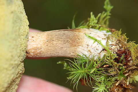 Pale Bolete - Imleria pallida Habitat: Growing in moss; mixed forest
https://www.jungledragon.com/image/115548/imleria_pallida_or_tylopilus_sp.html
https://www.jungledragon.com/image/115549/imleria_pallida_or_tylopilus_sp.html
https://www.jungledragon.com/image/115550/imleria_pallida_or_tylopilus_sp.html Geotagged,Imleria pallida,Imleria pallidus,Summer,United States