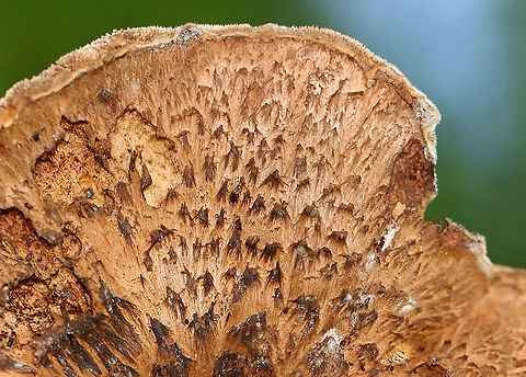 Shingled Hedgehog - Sarcodon imbricatus *Tentative ID
The cap was ~10 cm wide, had a central depression, and was covered in scales. The spines/teeth were short (maybe 0.5 mm?) and were tan/brownish. The stipe was ~ 2 cm long.
Habitat: Growing on the ground in a mixed forest.
https://www.jungledragon.com/image/115551/shingled_hedgehog_-_sarcodon_imbricatus.html
https://www.jungledragon.com/image/115554/shingled_hedgehog_-_sarcodon_imbricatus.html
https://www.jungledragon.com/image/115552/shingled_hedgehog_-_sarcodon_imbricatus.html Geotagged,Sarcodon,Sarcodon imbricatus,Shingled hedgehog,Summer,United States,fungus,hedgehog,mushroom