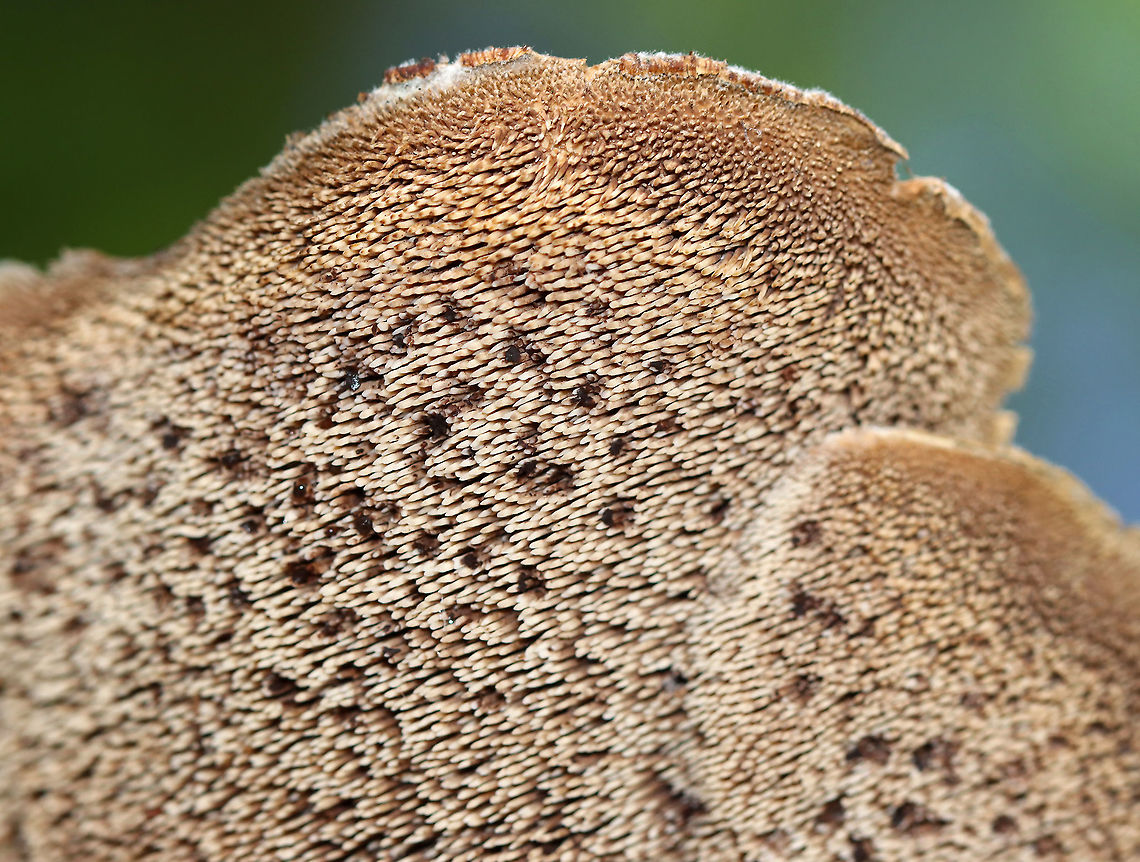 Shingled Hedgehog - Sarcodon imbricatus *Tentative ID<br />
<br />
The cap was ~10 cm wide, had a central depression, and was covered in scales. The spines/teeth were short (maybe 0.5 mm?) and were tan/brownish. The stipe was ~ 2 cm long.<br />
<br />
Habitat: Growing on the ground in a mixed forest.<br />
<figure class="photo"><a href="https://www.jungledragon.com/image/115551/shingled_hedgehog_-_sarcodon_imbricatus.html" title="Shingled Hedgehog - Sarcodon imbricatus"><img src="https://s3.amazonaws.com/media.jungledragon.com/images/3232/115551_thumb.jpg?AWSAccessKeyId=05GMT0V3GWVNE7GGM1R2&Expires=1767225610&Signature=XyNSl4j3eugeZtLxnGLy0UosdQQ%3D" width="200" height="144" alt="Shingled Hedgehog - Sarcodon imbricatus *Tentative ID<br />
<br />
The cap was ~10 cm wide, had a central depression, and was covered in scales. The spines/teeth were short (maybe 0.5 mm?) and were tan/brownish. The stipe was ~ 2 cm long.<br />
<br />
Habitat: Growing on the ground in a mixed forest.<br />
https://www.jungledragon.com/image/115551/shingled_hedgehog_-_sarcodon_imbricatus.html<br />
https://www.jungledragon.com/image/115554/shingled_hedgehog_-_sarcodon_imbricatus.html<br />
https://www.jungledragon.com/image/115552/shingled_hedgehog_-_sarcodon_imbricatus.html Geotagged,Sarcodon,Sarcodon imbricatus,Shingled hedgehog,Summer,United States,fungus,hedgehog,mushroom" /></a></figure><br />
<figure class="photo"><a href="https://www.jungledragon.com/image/115554/shingled_hedgehog_-_sarcodon_imbricatus.html" title="Shingled Hedgehog - Sarcodon imbricatus"><img src="https://s3.amazonaws.com/media.jungledragon.com/images/3232/115554_thumb.jpg?AWSAccessKeyId=05GMT0V3GWVNE7GGM1R2&Expires=1767225610&Signature=NbmvvV4a9YWTFQ0xokZVTh9TELs%3D" width="200" height="152" alt="Shingled Hedgehog - Sarcodon imbricatus *Tentative ID<br />
<br />
The cap was ~10 cm wide, had a central depression, and was covered in scales. The spines/teeth were short (maybe 0.5 mm?) and were tan/brownish. The stipe was ~ 2 cm long.<br />
<br />
Habitat: Growing on the ground in a mixed forest.<br />
https://www.jungledragon.com/image/115551/shingled_hedgehog_-_sarcodon_imbricatus.html<br />
https://www.jungledragon.com/image/115554/shingled_hedgehog_-_sarcodon_imbricatus.html<br />
https://www.jungledragon.com/image/115552/shingled_hedgehog_-_sarcodon_imbricatus.html Geotagged,Sarcodon imbricatus,Shingled hedgehog,Summer,United States" /></a></figure><br />
<figure class="photo"><a href="https://www.jungledragon.com/image/115552/shingled_hedgehog_-_sarcodon_imbricatus.html" title="Shingled Hedgehog - Sarcodon imbricatus"><img src="https://s3.amazonaws.com/media.jungledragon.com/images/3232/115552_thumb.jpg?AWSAccessKeyId=05GMT0V3GWVNE7GGM1R2&Expires=1767225610&Signature=V2zhaF9KDleFCHXbK%2BfPJfHurus%3D" width="108" height="152" alt="Shingled Hedgehog - Sarcodon imbricatus *Tentative ID<br />
<br />
The cap was ~10 cm wide, had a central depression, and was covered in scales. The spines/teeth were short (maybe 0.5 mm?) and were tan/brownish. The stipe was ~ 2 cm long.<br />
<br />
Habitat: Growing on the ground in a mixed forest.<br />
https://www.jungledragon.com/image/115551/shingled_hedgehog_-_sarcodon_imbricatus.html<br />
https://www.jungledragon.com/image/115554/shingled_hedgehog_-_sarcodon_imbricatus.html<br />
https://www.jungledragon.com/image/115552/shingled_hedgehog_-_sarcodon_imbricatus.html Geotagged,Sarcodon imbricatus,Shingled hedgehog,Summer,United States" /></a></figure> Geotagged,Sarcodon imbricatus,Shingled hedgehog,Summer,United States