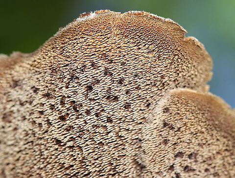 Shingled Hedgehog - Sarcodon imbricatus *Tentative ID

The cap was ~10 cm wide, had a central depression, and was covered in scales. The spines/teeth were short (maybe 0.5 mm?) and were tan/brownish. The stipe was ~ 2 cm long.

Habitat: Growing on the ground in a mixed forest.
https://www.jungledragon.com/image/115551/shingled_hedgehog_-_sarcodon_imbricatus.html
https://www.jungledragon.com/image/115554/shingled_hedgehog_-_sarcodon_imbricatus.html
https://www.jungledragon.com/image/115552/shingled_hedgehog_-_sarcodon_imbricatus.html Geotagged,Sarcodon imbricatus,Shingled hedgehog,Summer,United States