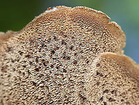Shingled Hedgehog - Sarcodon imbricatus *Tentative ID<br />
<br />
The cap was ~10 cm wide, had a central depression, and was covered in scales. The spines/teeth were short (maybe 0.5 mm?) and were tan/brownish. The stipe was ~ 2 cm long.<br />
<br />
Habitat: Growing on the ground in a mixed forest.<br />
https://www.jungledragon.com/image/115551/shingled_hedgehog_-_sarcodon_imbricatus.html<br />
https://www.jungledragon.com/image/115554/shingled_hedgehog_-_sarcodon_imbricatus.html<br />
https://www.jungledragon.com/image/115552/shingled_hedgehog_-_sarcodon_imbricatus.html Geotagged,Sarcodon imbricatus,Shingled hedgehog,Summer,United States