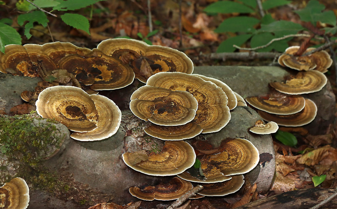 Thin Walled Maze Polypore - Daedaleopsis confragosa Habitat: Hardwood; deciduous forest Daedaleopsis,Daedaleopsis confragosa,Geotagged,Summer,Thin walled maze polypore,United States,polypore