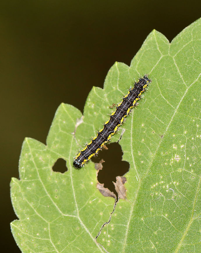 Lecontes Haploa - Haploa lecontei Habitat: Meadow/forest edge Fall,Geotagged,Haploa,Haploa lecontei,Lecontes haploa,United States,caterpillar,larva