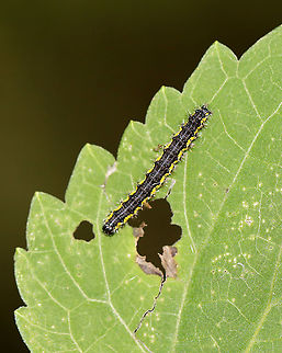 Lecontes Haploa - Haploa lecontei Habitat: Meadow/forest edge Fall,Geotagged,Haploa,Haploa lecontei,Lecontes haploa,United States,caterpillar,larva
