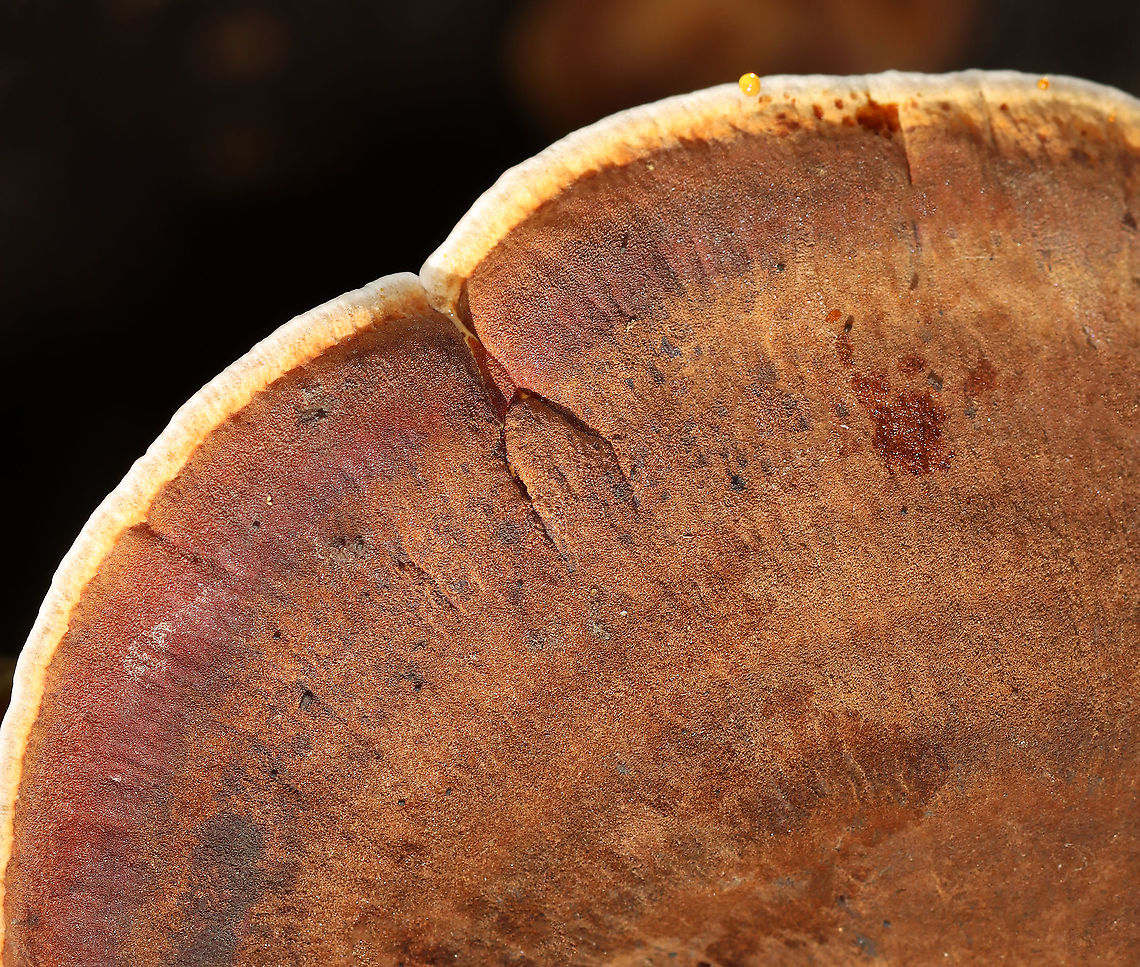 Ischnoderma resinosum Habitat: Growing on a fallen, rotting tree (hardwood) in a mixed forest Fall,Geotagged,Ischnoderma resinosum,Resinous Polypore,United States,fungus,mushroom,polypore