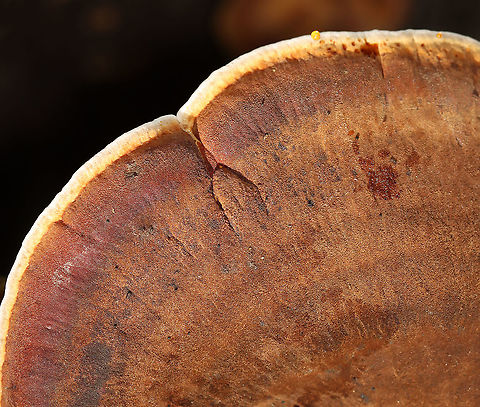 Ischnoderma resinosum Habitat: Growing on a fallen, rotting tree (hardwood) in a mixed forest Fall,Geotagged,Ischnoderma resinosum,Resinous Polypore,United States,fungus,mushroom,polypore