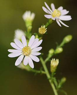 Aster - Symphyotrichum sp. Not sure about the species

Habitat: Meadow/forest edge
https://www.jungledragon.com/image/115639/aster_-_symphyotrichum_sp.html Fall,Geotagged,Symphyotrichum,United States,aster