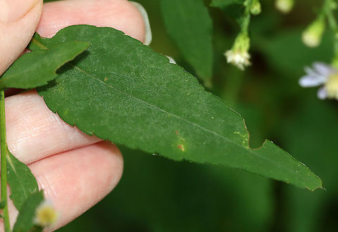 Aster - Symphyotrichum sp. Not sure about the species

Habitat: Meadow/forest edge
https://www.jungledragon.com/image/115637/aster_-_symphyotrichum_sp.html Fall,Geotagged,United States