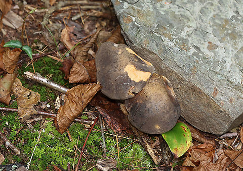Gray Bolete - Retiboletus griseus Habitat: Growing on the ground in a mixed forest 
https://www.jungledragon.com/image/115641/gray_bolete_-_retiboletus_griseus.html Geotagged,Gray Bolete,Retiboletus griseus,Summer,United States,bolete,retiboletus