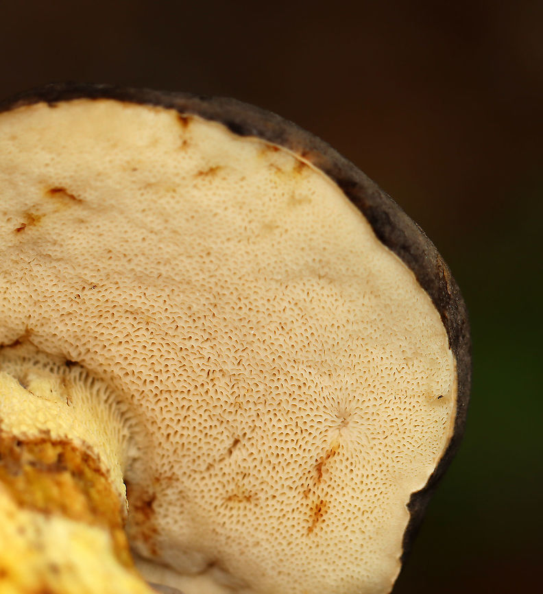 Gray Bolete - Retiboletus griseus Habitat: Growing on the ground in a mixed forest<br />
<figure class="photo"><a href="https://www.jungledragon.com/image/115640/gray_bolete_-_retiboletus_griseus.html" title="Gray Bolete - Retiboletus griseus"><img src="https://s3.amazonaws.com/media.jungledragon.com/images/3232/115640_thumb.jpg?AWSAccessKeyId=05GMT0V3GWVNE7GGM1R2&Expires=1759968010&Signature=Q%2B7um4%2FTcKsJ4KLBKBsxDJLpRgE%3D" width="200" height="142" alt="Gray Bolete - Retiboletus griseus Habitat: Growing on the ground in a mixed forest <br />
https://www.jungledragon.com/image/115641/gray_bolete_-_retiboletus_griseus.html Geotagged,Gray Bolete,Retiboletus griseus,Summer,United States,bolete,retiboletus" /></a></figure> Geotagged,Gray Bolete,Retiboletus griseus,Summer,United States