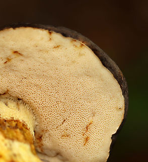 Gray Bolete - Retiboletus griseus Habitat: Growing on the ground in a mixed forest
https://www.jungledragon.com/image/115640/gray_bolete_-_retiboletus_griseus.html Geotagged,Gray Bolete,Retiboletus griseus,Summer,United States