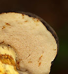 Gray Bolete - Retiboletus griseus Habitat: Growing on the ground in a mixed forest<br />
https://www.jungledragon.com/image/115640/gray_bolete_-_retiboletus_griseus.html Geotagged,Gray Bolete,Retiboletus griseus,Summer,United States