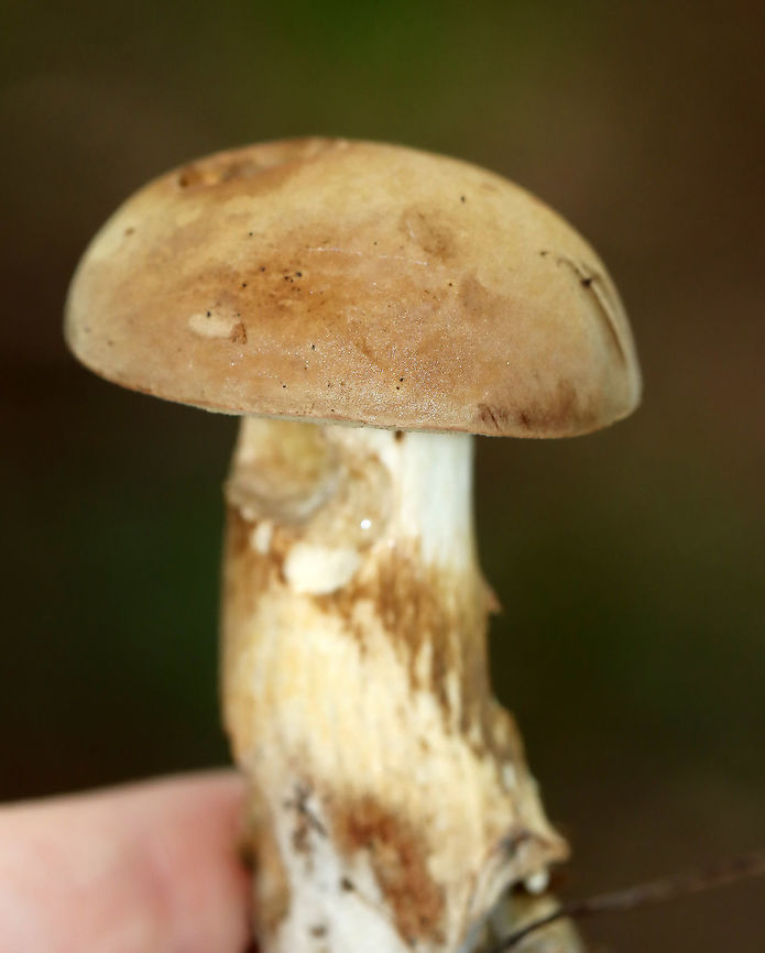 Pale Bolete - Imleria pallida Habitat: mixed forest<br />
<figure class="photo"><a href="https://www.jungledragon.com/image/115643/pale_bolete_-_imleria_pallida.html" title="Pale Bolete - Imleria pallida"><img src="https://s3.amazonaws.com/media.jungledragon.com/images/3232/115643_thumb.jpg?AWSAccessKeyId=05GMT0V3GWVNE7GGM1R2&Expires=1763596810&Signature=%2BipgYq%2B%2FZkev7D%2BQGWVFT%2Fh0i3c%3D" width="200" height="148" alt="Pale Bolete - Imleria pallida Habitat: mixed forest<br />
https://www.jungledragon.com/image/115642/pale_bolete_-_imleria_pallida.html Geotagged,Imleria pallida,Imleria pallidus,Summer,United States" /></a></figure> Geotagged,Imleria,Imleria pallida,Imleria pallidus,Summer,United States,bolete