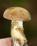 Pale Bolete - Imleria pallida Habitat: mixed forest<br />
https://www.jungledragon.com/image/115643/pale_bolete_-_imleria_pallida.html Geotagged,Imleria,Imleria pallida,Imleria pallidus,Summer,United States,bolete