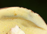 Pale Bolete - Imleria pallida Habitat: mixed forest<br />
https://www.jungledragon.com/image/115642/pale_bolete_-_imleria_pallida.html Geotagged,Imleria pallida,Imleria pallidus,Summer,United States