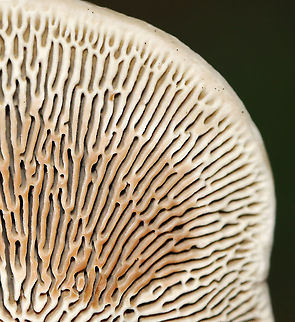 Thin-walled Maze Polypore - Daedaleopsis confragosa Habitat: Rotting wood; mixed forest
https://www.jungledragon.com/image/115646/thin-walled_maze_polypore_-_daedaleopsis_confragosa.html Daedaleopsis confragosa,Geotagged,Summer,Thin walled maze polypore,United States