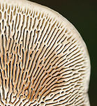 Thin-walled Maze Polypore - Daedaleopsis confragosa Habitat: Rotting wood; mixed forest<br />
https://www.jungledragon.com/image/115646/thin-walled_maze_polypore_-_daedaleopsis_confragosa.html Daedaleopsis confragosa,Geotagged,Summer,Thin walled maze polypore,United States