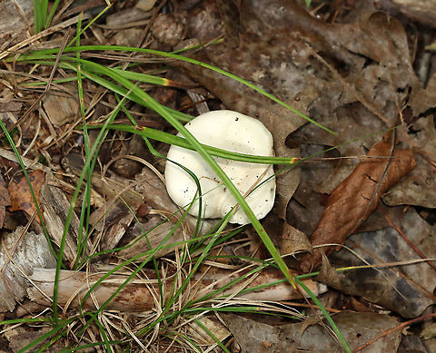 Mushroom - Agaricales Habitat: Growing on the ground; deciduous forest
https://www.jungledragon.com/image/115645/mushroom_-_agaricales.html
https://www.jungledragon.com/image/115648/mushroom_-_agaricales.html
https://www.jungledragon.com/image/115647/mushroom_-_agaricales.html Geotagged,Summer,United States