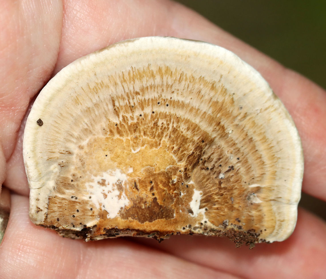 Thin-walled Maze Polypore - Daedaleopsis confragosa Habitat: Rotting wood; mixed forest<br />
<figure class="photo"><a href="https://www.jungledragon.com/image/115644/thin-walled_maze_polypore_-_daedaleopsis_confragosa.html" title="Thin-walled Maze Polypore - Daedaleopsis confragosa"><img src="https://s3.amazonaws.com/media.jungledragon.com/images/3232/115644_thumb.jpg?AWSAccessKeyId=05GMT0V3GWVNE7GGM1R2&Expires=1759968010&Signature=iqjhR7gfDskfrOAg0I80AiBuxls%3D" width="140" height="152" alt="Thin-walled Maze Polypore - Daedaleopsis confragosa Habitat: Rotting wood; mixed forest<br />
https://www.jungledragon.com/image/115646/thin-walled_maze_polypore_-_daedaleopsis_confragosa.html Daedaleopsis confragosa,Geotagged,Summer,Thin walled maze polypore,United States" /></a></figure> Daedaleopsis,Daedaleopsis confragosa,Geotagged,Summer,Thin walled maze polypore,United States,polypore