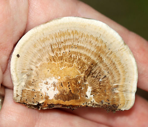 Thin-walled Maze Polypore - Daedaleopsis confragosa Habitat: Rotting wood; mixed forest
https://www.jungledragon.com/image/115644/thin-walled_maze_polypore_-_daedaleopsis_confragosa.html Daedaleopsis,Daedaleopsis confragosa,Geotagged,Summer,Thin walled maze polypore,United States,polypore