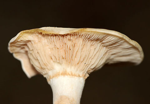 Mushroom - Agaricales Habitat: Growing on the ground; deciduous forest
https://www.jungledragon.com/image/115645/mushroom_-_agaricales.html
https://www.jungledragon.com/image/115648/mushroom_-_agaricales.html
https://www.jungledragon.com/image/115647/mushroom_-_agaricales.html Agaricales,Geotagged,Summer,United States,fungi,mushroom