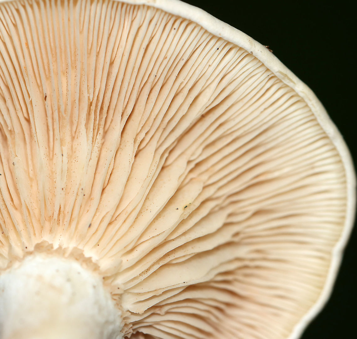 Mushroom - Agaricales Habitat: Growing on the ground; deciduous forest<br />
<figure class="photo"><a href="https://www.jungledragon.com/image/115645/mushroom_-_agaricales.html" title="Mushroom - Agaricales"><img src="https://s3.amazonaws.com/media.jungledragon.com/images/3232/115645_thumb.jpg?AWSAccessKeyId=05GMT0V3GWVNE7GGM1R2&Expires=1759968010&Signature=HMcxQJBQbg3g8WGiRXTXsfhatDk%3D" width="200" height="164" alt="Mushroom - Agaricales Habitat: Growing on the ground; deciduous forest<br />
https://www.jungledragon.com/image/115645/mushroom_-_agaricales.html<br />
https://www.jungledragon.com/image/115648/mushroom_-_agaricales.html<br />
https://www.jungledragon.com/image/115647/mushroom_-_agaricales.html Geotagged,Summer,United States" /></a></figure><br />
<figure class="photo"><a href="https://www.jungledragon.com/image/115648/mushroom_-_agaricales.html" title="Mushroom - Agaricales"><img src="https://s3.amazonaws.com/media.jungledragon.com/images/3232/115648_thumb.jpg?AWSAccessKeyId=05GMT0V3GWVNE7GGM1R2&Expires=1759968010&Signature=RN1VvBz40G43t4voeihwaeK4ec4%3D" width="200" height="192" alt="Mushroom - Agaricales Habitat: Growing on the ground; deciduous forest<br />
https://www.jungledragon.com/image/115645/mushroom_-_agaricales.html<br />
https://www.jungledragon.com/image/115648/mushroom_-_agaricales.html<br />
https://www.jungledragon.com/image/115647/mushroom_-_agaricales.html Geotagged,Summer,United States" /></a></figure><br />
<figure class="photo"><a href="https://www.jungledragon.com/image/115647/mushroom_-_agaricales.html" title="Mushroom - Agaricales"><img src="https://s3.amazonaws.com/media.jungledragon.com/images/3232/115647_thumb.jpg?AWSAccessKeyId=05GMT0V3GWVNE7GGM1R2&Expires=1759968010&Signature=icXvbXWCVPKCu22hTANfXiJfjII%3D" width="200" height="140" alt="Mushroom - Agaricales Habitat: Growing on the ground; deciduous forest<br />
https://www.jungledragon.com/image/115645/mushroom_-_agaricales.html<br />
https://www.jungledragon.com/image/115648/mushroom_-_agaricales.html<br />
https://www.jungledragon.com/image/115647/mushroom_-_agaricales.html Agaricales,Geotagged,Summer,United States,fungi,mushroom" /></a></figure> Geotagged,Summer,United States