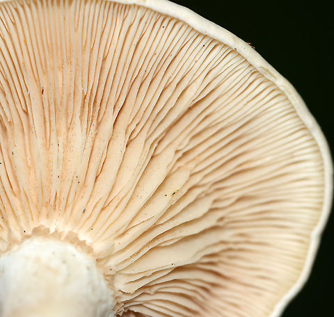 Mushroom - Agaricales Habitat: Growing on the ground; deciduous forest
https://www.jungledragon.com/image/115645/mushroom_-_agaricales.html
https://www.jungledragon.com/image/115648/mushroom_-_agaricales.html
https://www.jungledragon.com/image/115647/mushroom_-_agaricales.html Geotagged,Summer,United States
