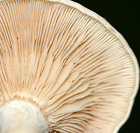 Mushroom - Agaricales Habitat: Growing on the ground; deciduous forest<br />
https://www.jungledragon.com/image/115645/mushroom_-_agaricales.html<br />
https://www.jungledragon.com/image/115648/mushroom_-_agaricales.html<br />
https://www.jungledragon.com/image/115647/mushroom_-_agaricales.html Geotagged,Summer,United States
