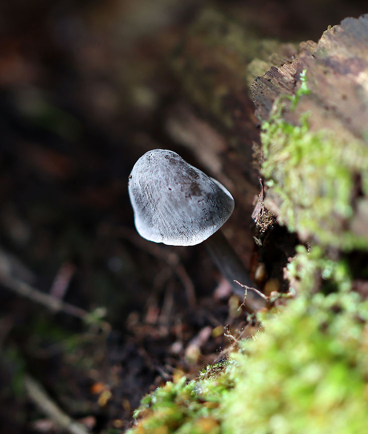 Mushroom - Mycena sp. Habitat: Growing out of rotting wood; mixed forest<br />
<figure class="photo"><a href="https://www.jungledragon.com/image/115651/mushroom_-_mycena_sp.html" title="Mushroom - Mycena sp."><img src="https://s3.amazonaws.com/media.jungledragon.com/images/3232/115651_thumb.jpg?AWSAccessKeyId=05GMT0V3GWVNE7GGM1R2&Expires=1759968010&Signature=4Haqir1UAXWXecCNAAdOjQgOKtU%3D" width="130" height="152" alt="Mushroom - Mycena sp. Habitat: Growing out of rotting wood; mixed forest<br />
https://www.jungledragon.com/image/115651/mushroom_-_mycena_sp.html<br />
https://www.jungledragon.com/image/115654/mushroom_-_mycena_sp.html<br />
https://www.jungledragon.com/image/115653/mushroom_-_mycena_sp.html<br />
https://www.jungledragon.com/image/115652/mushroom_-_mycena_sp.html Fall,Geotagged,United States,fungus,mushroom,mycena" /></a></figure><br />
<figure class="photo"><a href="https://www.jungledragon.com/image/115654/mushroom_-_mycena_sp.html" title="Mushroom - Mycena sp."><img src="https://s3.amazonaws.com/media.jungledragon.com/images/3232/115654_thumb.jpg?AWSAccessKeyId=05GMT0V3GWVNE7GGM1R2&Expires=1759968010&Signature=a3xlMcqJQ%2FZibZBkBIqqZGC0asY%3D" width="122" height="152" alt="Mushroom - Mycena sp. Habitat: Growing out of rotting wood; mixed forest<br />
https://www.jungledragon.com/image/115651/mushroom_-_mycena_sp.html<br />
https://www.jungledragon.com/image/115654/mushroom_-_mycena_sp.html<br />
https://www.jungledragon.com/image/115653/mushroom_-_mycena_sp.html<br />
https://www.jungledragon.com/image/115652/mushroom_-_mycena_sp.html<br />
 Fall,Geotagged,United States" /></a></figure><br />
<figure class="photo"><a href="https://www.jungledragon.com/image/115653/mushroom_-_mycena_sp.html" title="Mushroom - Mycena sp."><img src="https://s3.amazonaws.com/media.jungledragon.com/images/3232/115653_thumb.jpg?AWSAccessKeyId=05GMT0V3GWVNE7GGM1R2&Expires=1759968010&Signature=g5zu0WBL9Hp%2FzJZJWbomHXBWwaw%3D" width="200" height="146" alt="Mushroom - Mycena sp. Habitat: Growing out of rotting wood; mixed forest<br />
https://www.jungledragon.com/image/115651/mushroom_-_mycena_sp.html<br />
https://www.jungledragon.com/image/115654/mushroom_-_mycena_sp.html<br />
https://www.jungledragon.com/image/115653/mushroom_-_mycena_sp.html<br />
https://www.jungledragon.com/image/115652/mushroom_-_mycena_sp.html Fall,Geotagged,United States" /></a></figure><br />
<figure class="photo"><a href="https://www.jungledragon.com/image/115652/mushroom_-_mycena_sp.html" title="Mushroom - Mycena sp."><img src="https://s3.amazonaws.com/media.jungledragon.com/images/3232/115652_thumb.jpg?AWSAccessKeyId=05GMT0V3GWVNE7GGM1R2&Expires=1759968010&Signature=9WAaQAzuZekPI%2B1K4FlWd7CPqMY%3D" width="130" height="152" alt="Mushroom - Mycena sp. Habitat: Growing out of rotting wood; mixed forest<br />
https://www.jungledragon.com/image/115651/mushroom_-_mycena_sp.html<br />
https://www.jungledragon.com/image/115654/mushroom_-_mycena_sp.html<br />
https://www.jungledragon.com/image/115653/mushroom_-_mycena_sp.html<br />
https://www.jungledragon.com/image/115652/mushroom_-_mycena_sp.html Fall,Geotagged,United States" /></a></figure> Fall,Geotagged,United States,fungus,mushroom,mycena