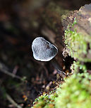 Mushroom - Mycena sp. Habitat: Growing out of rotting wood; mixed forest<br />
https://www.jungledragon.com/image/115651/mushroom_-_mycena_sp.html<br />
https://www.jungledragon.com/image/115654/mushroom_-_mycena_sp.html<br />
https://www.jungledragon.com/image/115653/mushroom_-_mycena_sp.html<br />
https://www.jungledragon.com/image/115652/mushroom_-_mycena_sp.html Fall,Geotagged,United States,fungus,mushroom,mycena