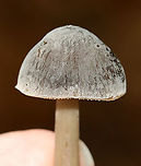 Mushroom - Mycena sp. Habitat: Growing out of rotting wood; mixed forest<br />
https://www.jungledragon.com/image/115651/mushroom_-_mycena_sp.html<br />
https://www.jungledragon.com/image/115654/mushroom_-_mycena_sp.html<br />
https://www.jungledragon.com/image/115653/mushroom_-_mycena_sp.html<br />
https://www.jungledragon.com/image/115652/mushroom_-_mycena_sp.html Fall,Geotagged,United States