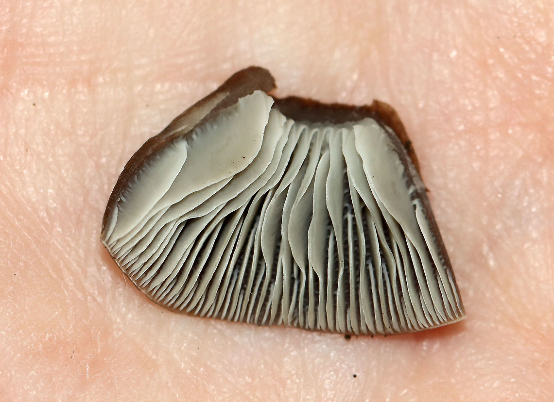 Mushroom - Mycena sp. Habitat: Growing out of rotting wood; mixed forest<br />
<figure class="photo"><a href="https://www.jungledragon.com/image/115651/mushroom_-_mycena_sp.html" title="Mushroom - Mycena sp."><img src="https://s3.amazonaws.com/media.jungledragon.com/images/3232/115651_thumb.jpg?AWSAccessKeyId=05GMT0V3GWVNE7GGM1R2&Expires=1769040010&Signature=YSaj8YPYCOgmPpWUsoaJioDO%2B%2BQ%3D" width="130" height="152" alt="Mushroom - Mycena sp. Habitat: Growing out of rotting wood; mixed forest<br />
https://www.jungledragon.com/image/115651/mushroom_-_mycena_sp.html<br />
https://www.jungledragon.com/image/115654/mushroom_-_mycena_sp.html<br />
https://www.jungledragon.com/image/115653/mushroom_-_mycena_sp.html<br />
https://www.jungledragon.com/image/115652/mushroom_-_mycena_sp.html Fall,Geotagged,United States,fungus,mushroom,mycena" /></a></figure><br />
<figure class="photo"><a href="https://www.jungledragon.com/image/115654/mushroom_-_mycena_sp.html" title="Mushroom - Mycena sp."><img src="https://s3.amazonaws.com/media.jungledragon.com/images/3232/115654_thumb.jpg?AWSAccessKeyId=05GMT0V3GWVNE7GGM1R2&Expires=1769040010&Signature=QBCw4QF4urv0WNTh5bkhD%2FGxjCc%3D" width="122" height="152" alt="Mushroom - Mycena sp. Habitat: Growing out of rotting wood; mixed forest<br />
https://www.jungledragon.com/image/115651/mushroom_-_mycena_sp.html<br />
https://www.jungledragon.com/image/115654/mushroom_-_mycena_sp.html<br />
https://www.jungledragon.com/image/115653/mushroom_-_mycena_sp.html<br />
https://www.jungledragon.com/image/115652/mushroom_-_mycena_sp.html<br />
 Fall,Geotagged,United States" /></a></figure><br />
<figure class="photo"><a href="https://www.jungledragon.com/image/115653/mushroom_-_mycena_sp.html" title="Mushroom - Mycena sp."><img src="https://s3.amazonaws.com/media.jungledragon.com/images/3232/115653_thumb.jpg?AWSAccessKeyId=05GMT0V3GWVNE7GGM1R2&Expires=1769040010&Signature=SWUc1OJ%2FhMlIkCjFoprhYoPli2M%3D" width="200" height="146" alt="Mushroom - Mycena sp. Habitat: Growing out of rotting wood; mixed forest<br />
https://www.jungledragon.com/image/115651/mushroom_-_mycena_sp.html<br />
https://www.jungledragon.com/image/115654/mushroom_-_mycena_sp.html<br />
https://www.jungledragon.com/image/115653/mushroom_-_mycena_sp.html<br />
https://www.jungledragon.com/image/115652/mushroom_-_mycena_sp.html Fall,Geotagged,United States" /></a></figure><br />
<figure class="photo"><a href="https://www.jungledragon.com/image/115652/mushroom_-_mycena_sp.html" title="Mushroom - Mycena sp."><img src="https://s3.amazonaws.com/media.jungledragon.com/images/3232/115652_thumb.jpg?AWSAccessKeyId=05GMT0V3GWVNE7GGM1R2&Expires=1769040010&Signature=c4%2BFY4wCEXLNL7Scq%2Fv30UDSNVU%3D" width="130" height="152" alt="Mushroom - Mycena sp. Habitat: Growing out of rotting wood; mixed forest<br />
https://www.jungledragon.com/image/115651/mushroom_-_mycena_sp.html<br />
https://www.jungledragon.com/image/115654/mushroom_-_mycena_sp.html<br />
https://www.jungledragon.com/image/115653/mushroom_-_mycena_sp.html<br />
https://www.jungledragon.com/image/115652/mushroom_-_mycena_sp.html Fall,Geotagged,United States" /></a></figure> Fall,Geotagged,United States