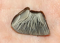 Mushroom - Mycena sp. Habitat: Growing out of rotting wood; mixed forest<br />
https://www.jungledragon.com/image/115651/mushroom_-_mycena_sp.html<br />
https://www.jungledragon.com/image/115654/mushroom_-_mycena_sp.html<br />
https://www.jungledragon.com/image/115653/mushroom_-_mycena_sp.html<br />
https://www.jungledragon.com/image/115652/mushroom_-_mycena_sp.html Fall,Geotagged,United States