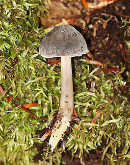 Mushroom - Mycena sp. Habitat: Growing out of rotting wood; mixed forest
https://www.jungledragon.com/image/115651/mushroom_-_mycena_sp.html
https://www.jungledragon.com/image/115654/mushroom_-_mycena_sp.html
https://www.jungledragon.com/image/115653/mushroom_-_mycena_sp.html
https://www.jungledragon.com/image/115652/mushroom_-_mycena_sp.html
 Fall,Geotagged,United States