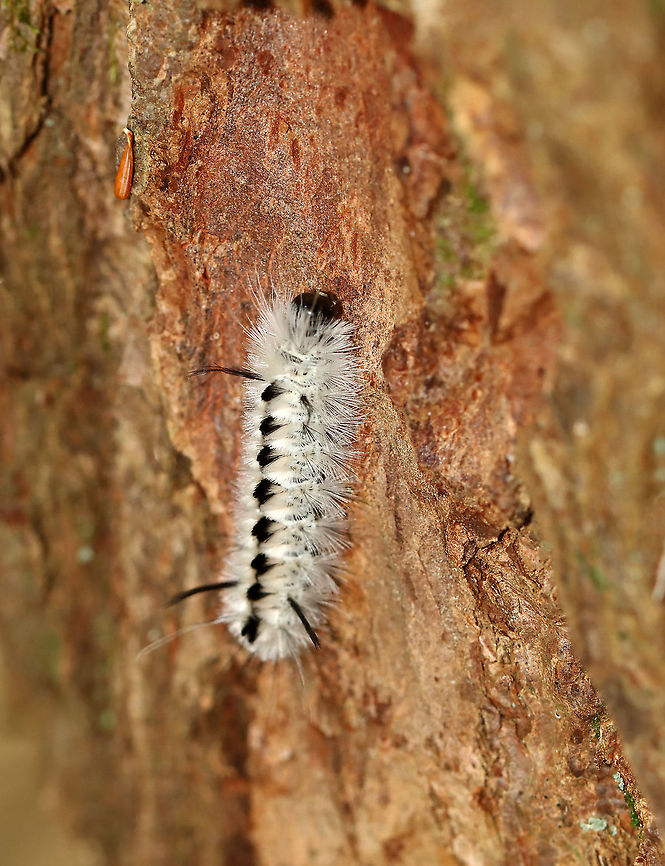 Hickory Tussock Moth Caterpillar - Lophocampa caryae Caterpillar that is completely covered in black and white setae. They have black tufts along the middle of their dorsal surface, and four long black hairs (two at the front and two at the back). The longer bristles on the Hickory Tussock Caterpillar are barbed, urticating hairs that contain irritating secretions. <br />
<br />
Habitat: Mixed forest Fall,Geotagged,Hickory tussock moth,Lophocama,Lophocampa caryae,United States,caterpillar,larva